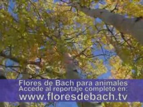 FLORES DE BACH - Raquel González - ANIMALES 2008