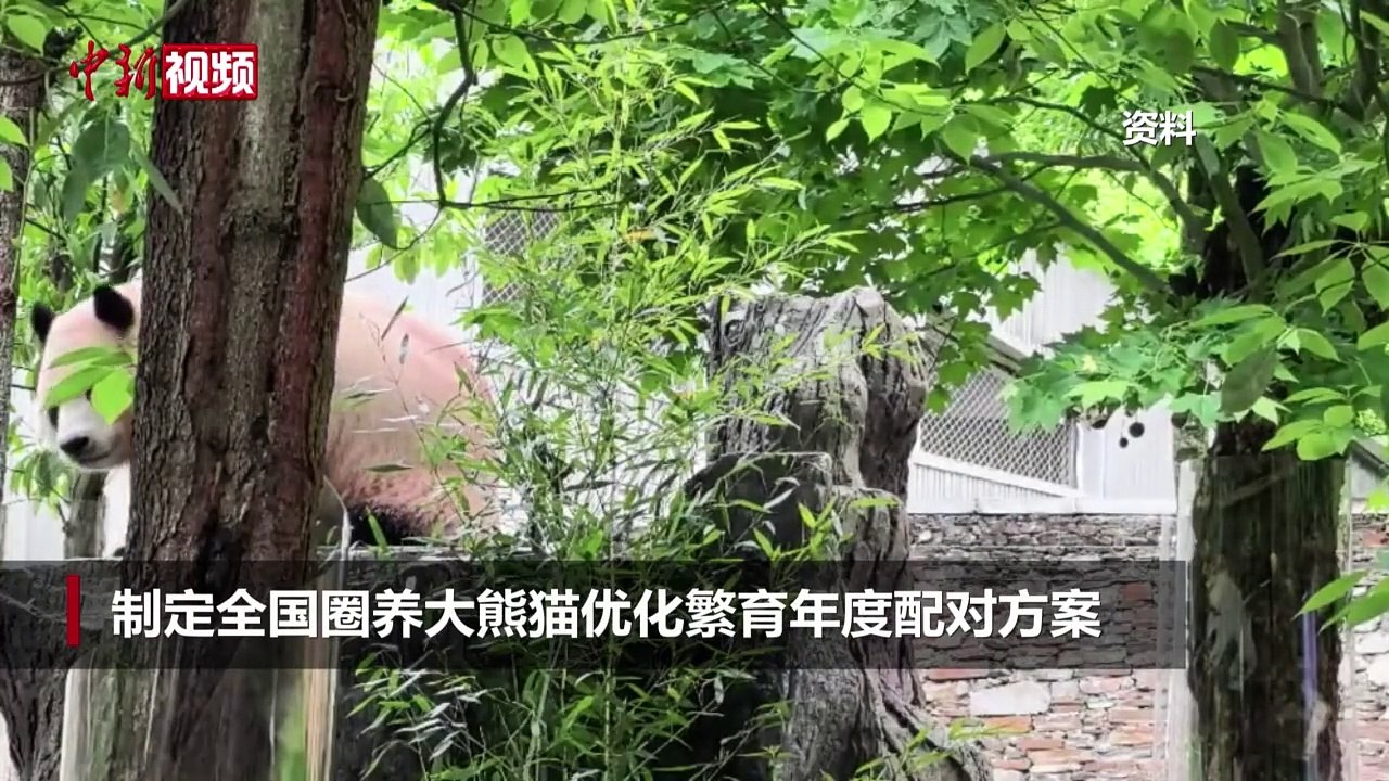 大熊猫会不会近亲繁殖？ 专家：存在近亲关系不允许配对-中新网视频