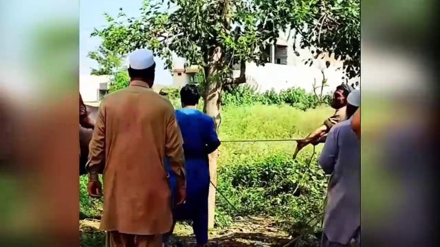 Qurbani 2023 Funniest Moments Of Animals Qasai Anari Janwer Khilari Israr Info Tv