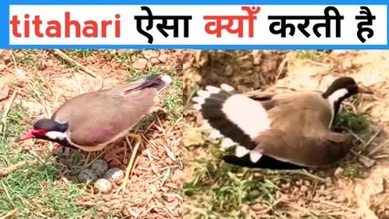 Titahari bird amazing facts | titodi ki aawaj | titahari bird sound | titahari | टिटहरी | #towardthenature