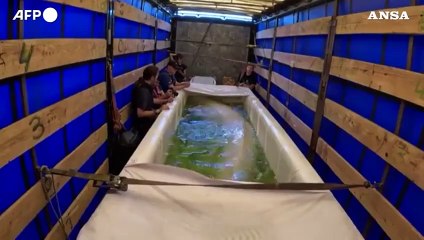 Due balene bianche trasferite dall'Ucraina alla Spagna