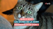 Chat mourant : que font les chats quelques jours avant de mourir, quels sont les signes ?