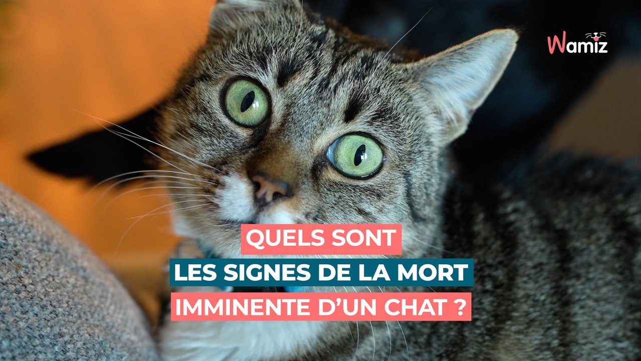 Chat mourant : que font les chats quelques jours avant de mourir, quels sont les signes ?
