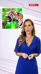 Terrible. Un jaguar mató a un trabajador de un bioparque en Santa Cruz, Bolivia