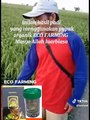 After using ECO FARMING(setelah mengunakan ECO FARMING )