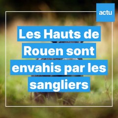 Des sangliers envahissent les Hauts de Rouen
