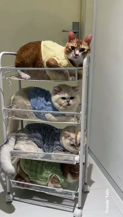 Cat Tower