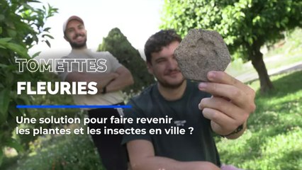 Ils inventent une solution pour faire revenir les fleurs et les insectes en ville