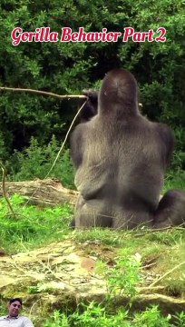 Silverback Gorilla | Behavior of gorillas in Hindi (part 2)