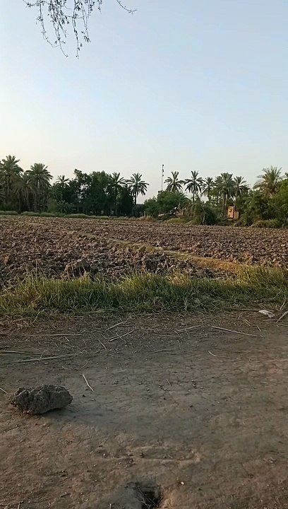 Tahir Learn Bumrah style bowling