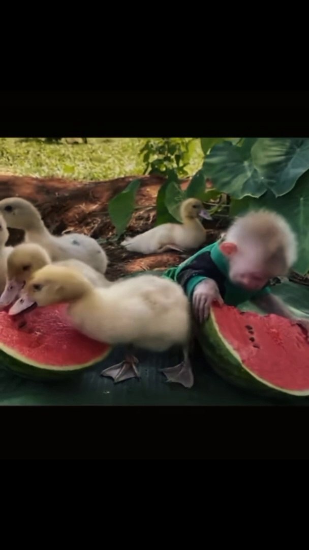 ⁣Cutest Pets Video |Funny Animals Compilation | Epi #16