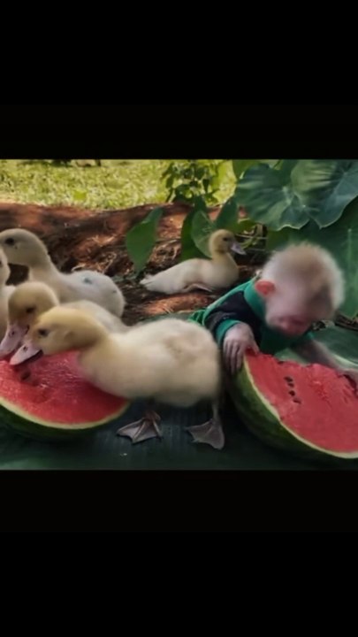 Cutest Pets Video |Funny Animals Compilation | Epi #16