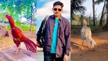 imranbablo |beautiful aseel murga |birds at home |entertainment