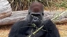 Silverback Gorilla Behavior | Gorilla Amazing Animals (part 3)