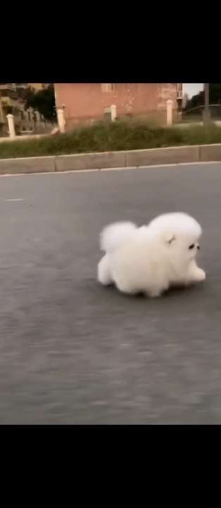 Funniest Cat And Dogs Funny Animals Compilation video | Epi #17