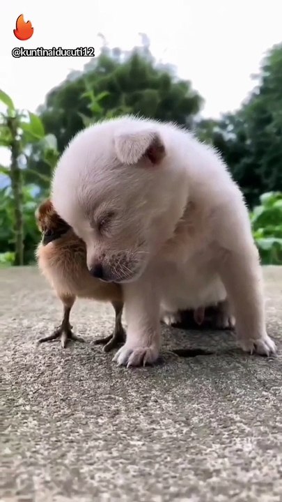 cute little dog