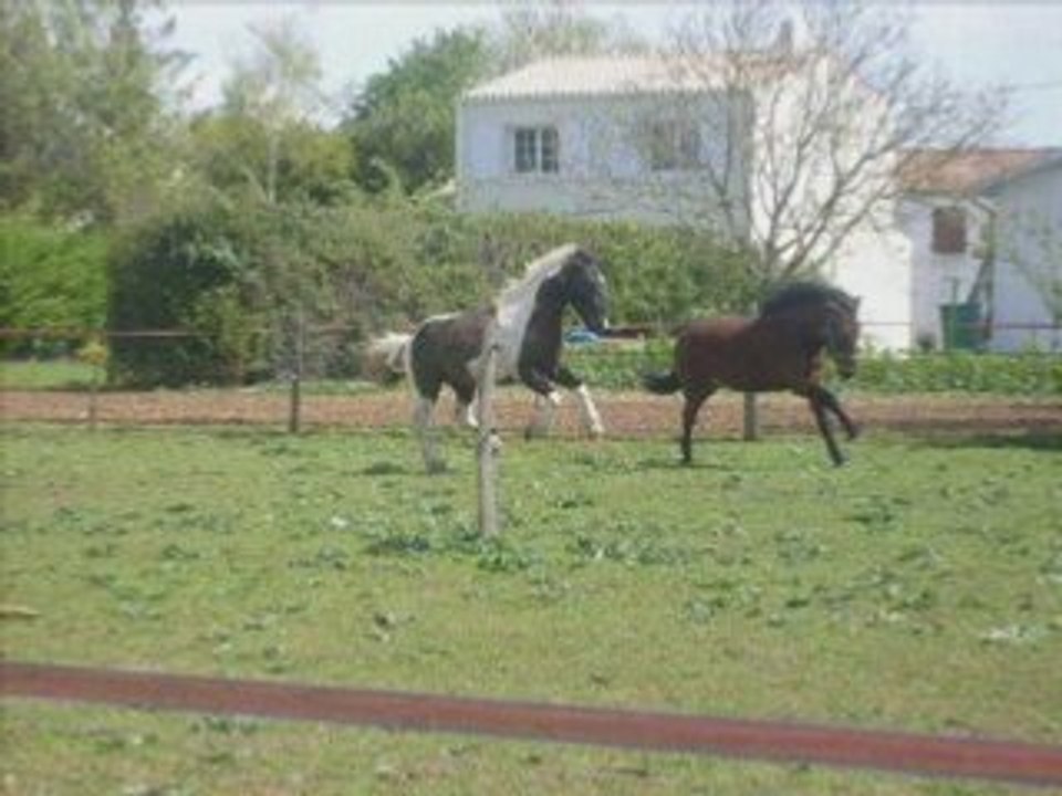 Histoire cheval