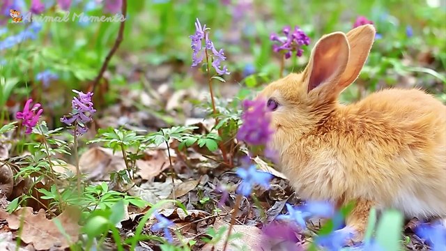 Herbivores and their characteristics: cows, horses, goats, sheep, camels, elephants
