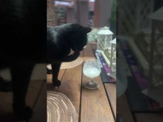 Cat Enjoys Tasting Ice Cream Milkshake With Alcoholic Beverage