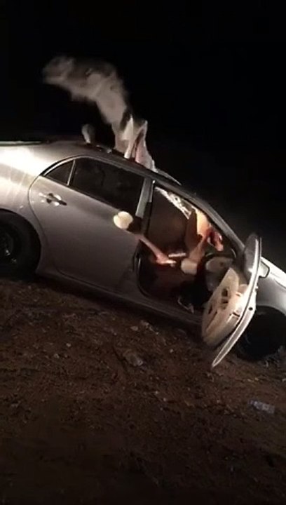 A camel gets into a car