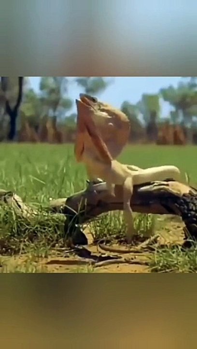 Running race /lizard