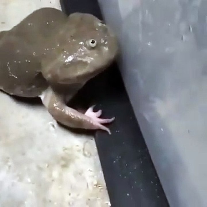 A strange frog