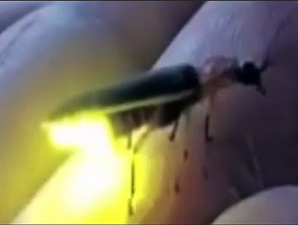 An insect has a lamp  green