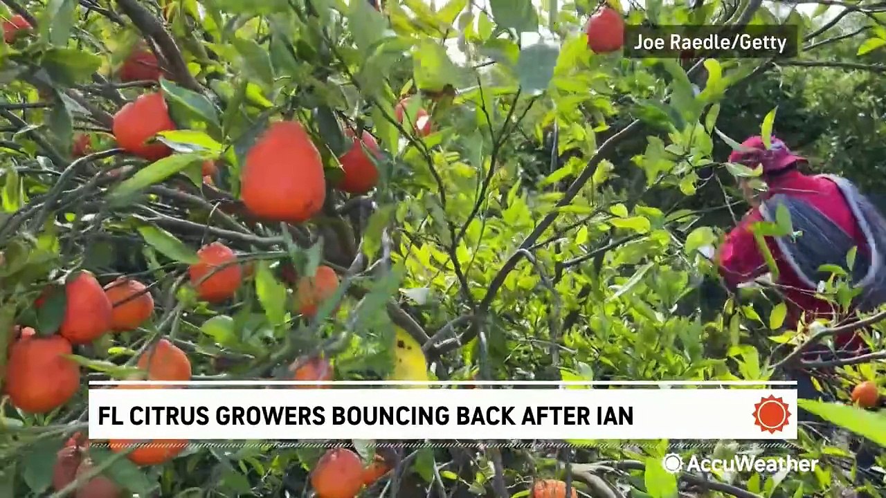 How Florida citrus growers are rebounding after Hurricane Ian