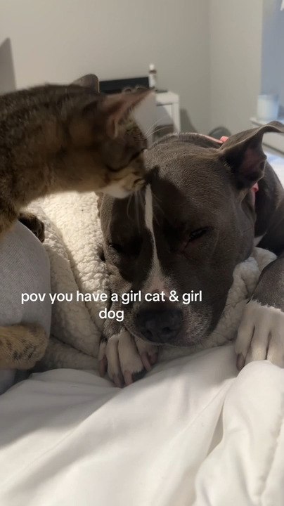 Kitten Licks and Grooms Pit Bull