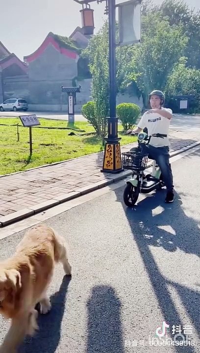 Dog ki Help 