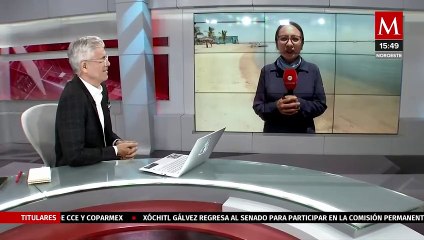 Población de la vaquita marina disminuyó 97% en Baja California | Milenio Hábitat