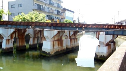 River Wildlife in a Seaside Japanese Town
