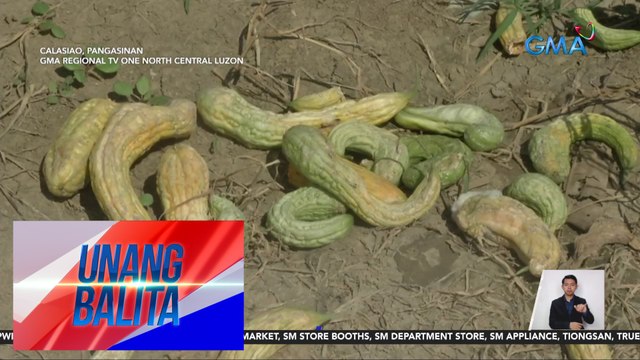 Mga pananim na gulay, pinepeste ng fall armyworms | Unang Balita