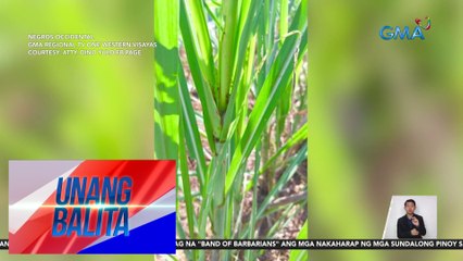 Descargar video: Mga pananim ng mais at tubo sa ilang bahagi ng Negros Occidental, pinepeste ng mga armyworm at earworm | Unang Balita