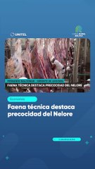 Faena técnica destaca precocidad del Nelore