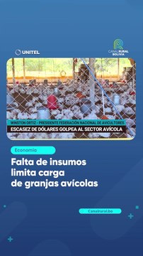 Falta de insumos limita carga de granjas avícolas