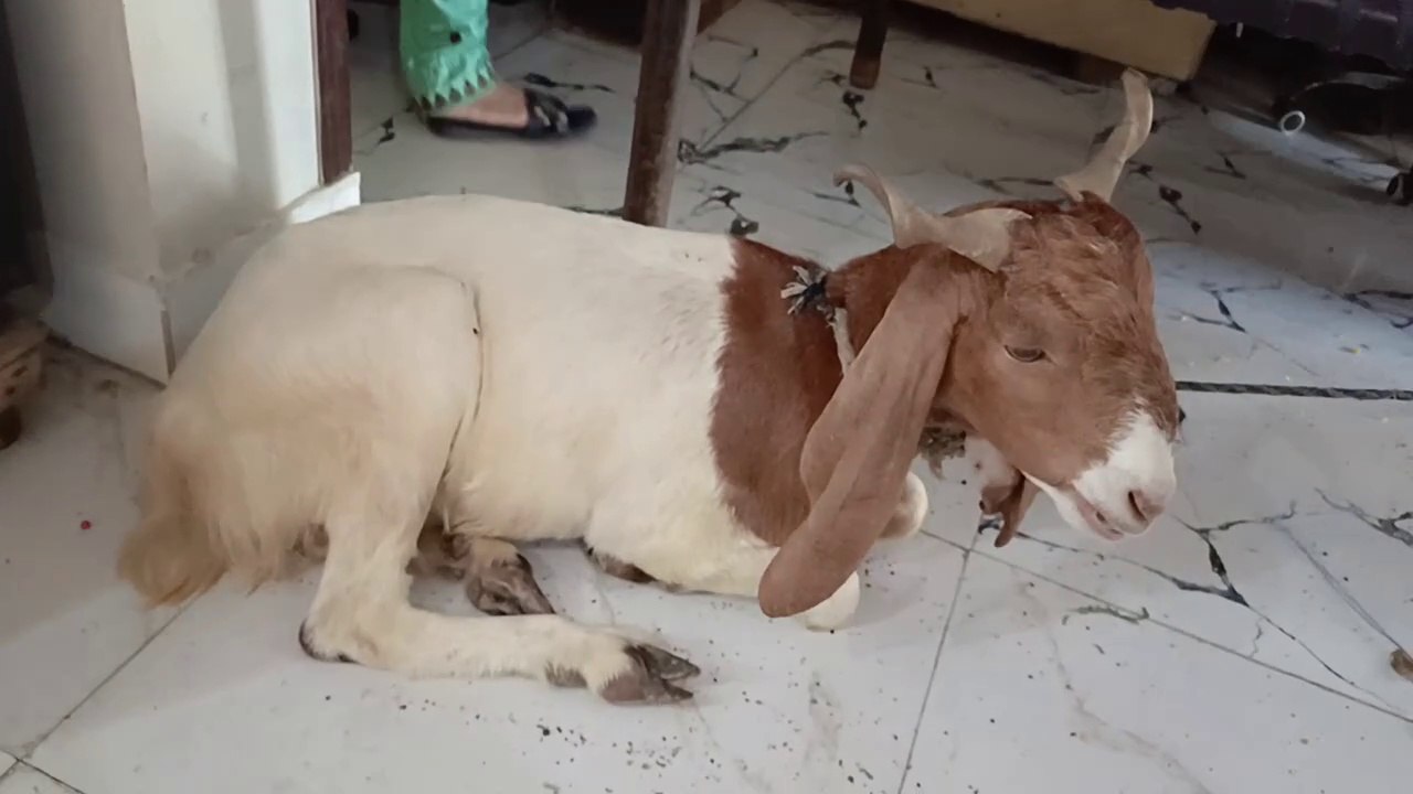 1000063110 video