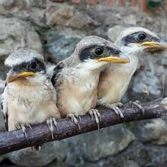 Ready lolohan cndet jatim