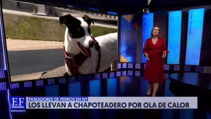 Perritos en Nueva York son llevados a chapoteaderos para refrescarse