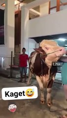 Ladki Dargai: A Traditional Event