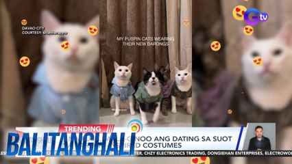 4 na pusa, mala-ginoo ang dating sa suot na barong-inspired costumes | Balitanghali