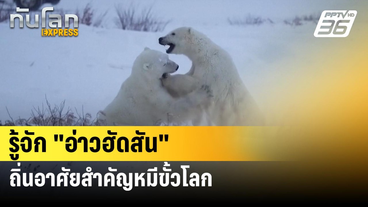 รู้จัก "อ่าวฮัดสัน"ถิ่นอาศัยสำคัญหมีขั้วโลก | ท...