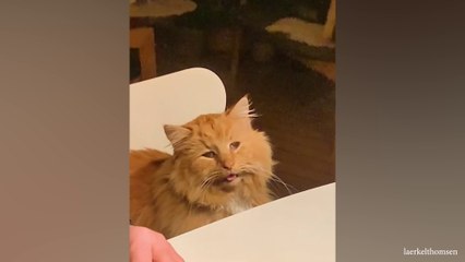 Laugh all day with these funny cat videos Funny Cats 2024