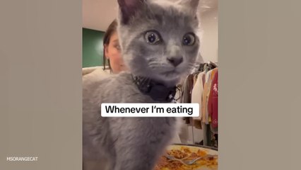 Cats and their important work make people's lives more fun