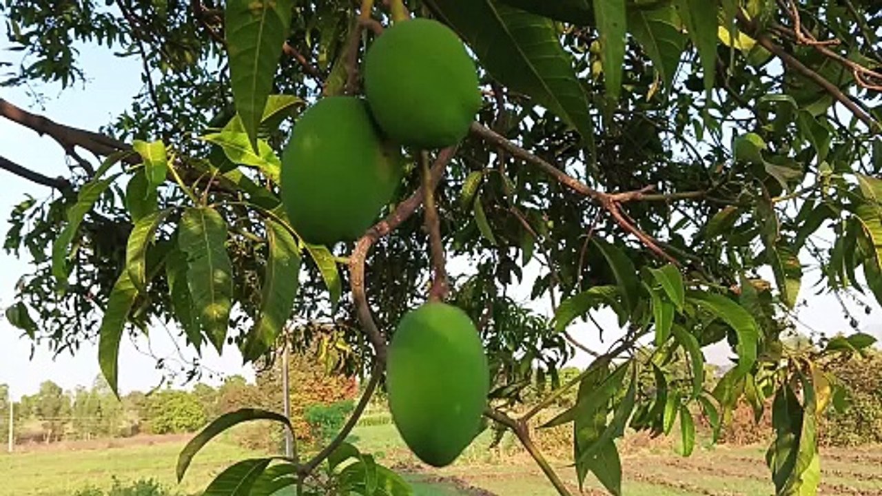 Mango fruits
