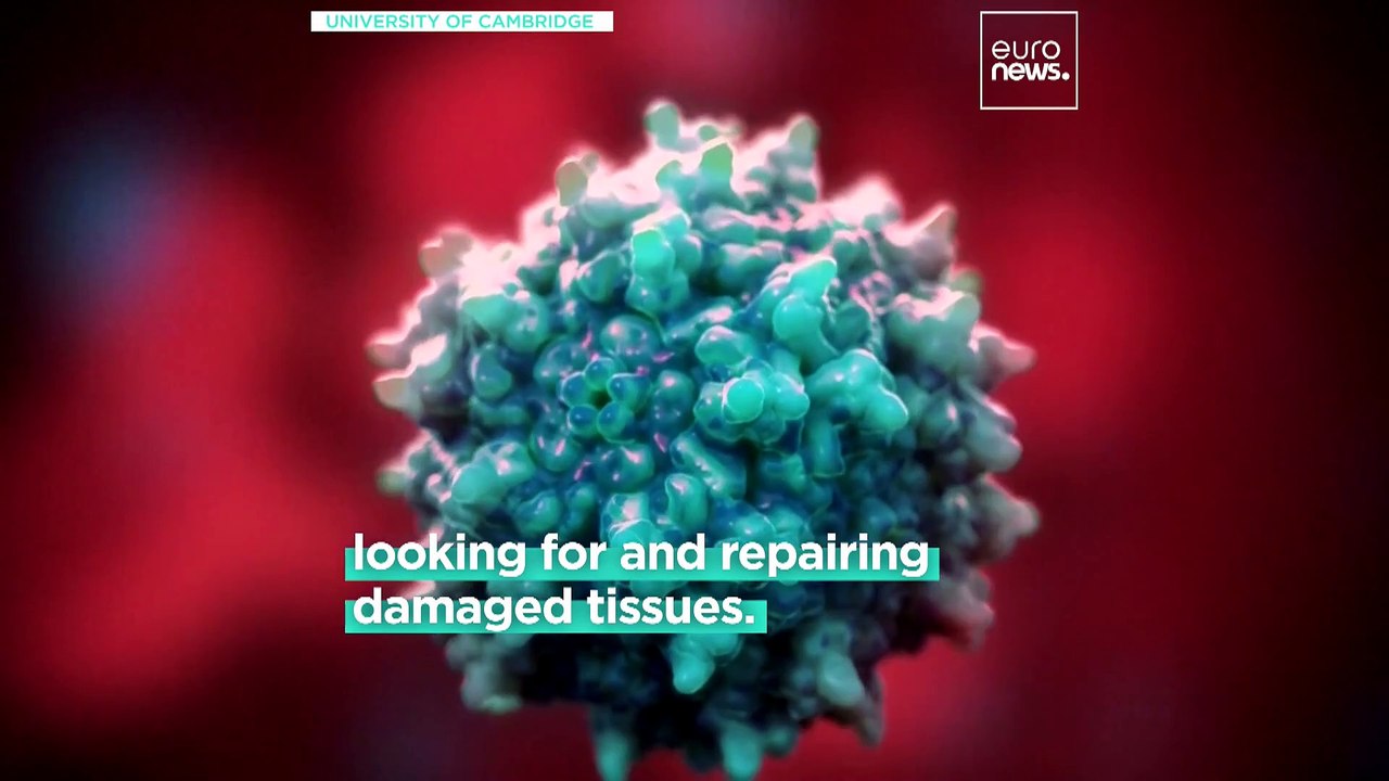 New finding about regulatory T cells could help treat diseases such as multiple sclerosis