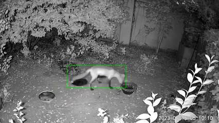 Fox Steals Water Bowl