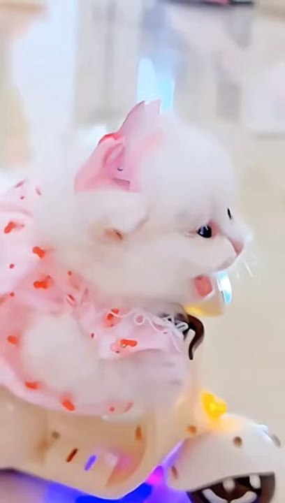 Cat take a ride