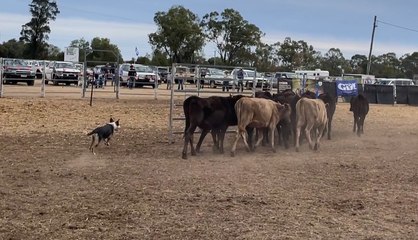 Dog Billerica Troy sells for $5500 | Queensland Country Life