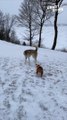 Husky vs. Bulldog in a Playful Winter Rumble